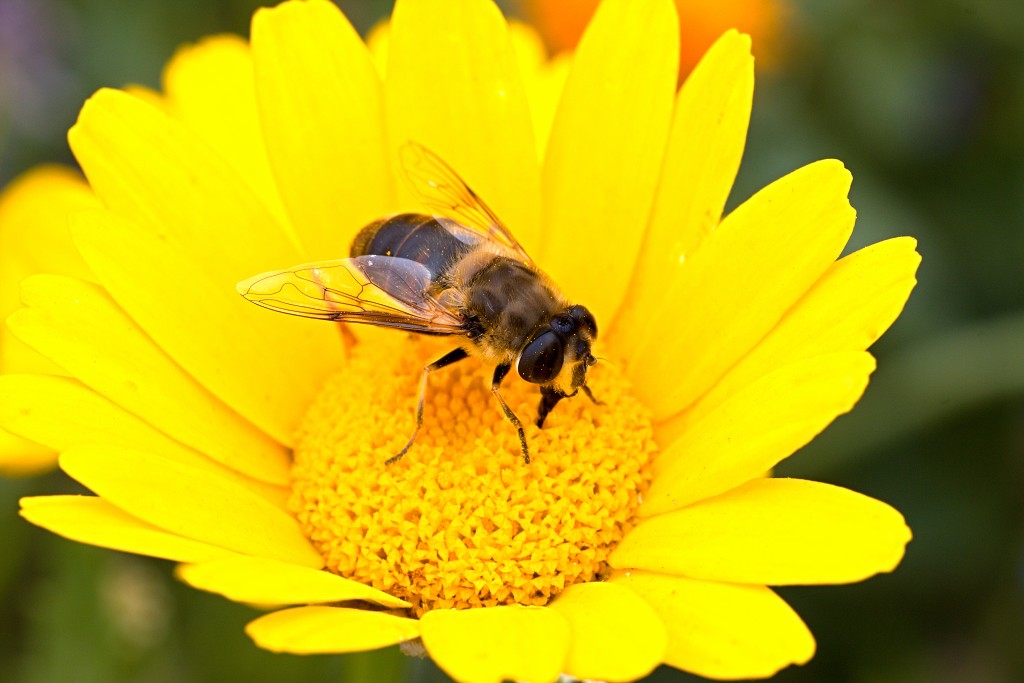 Eristalis tenax Blinde insect insecten kever kevers tor torren spin spinnen wesp wespen bij bijen sprinkhaan sprinkhanen vlieg vliegen mug muggen